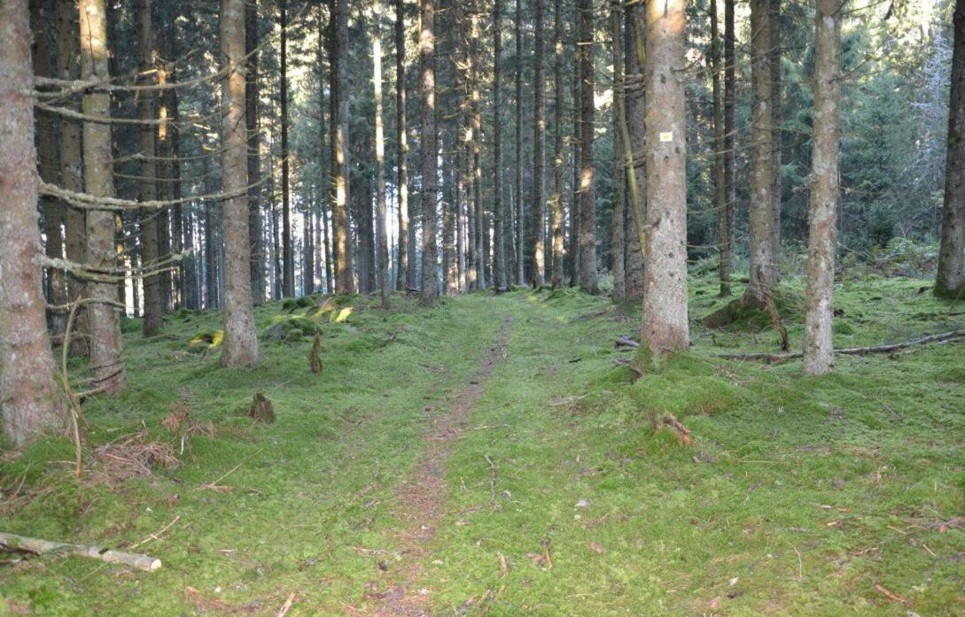 Living Timeless- Black Forest Style- Schoenwald Zewnętrze zdjęcie