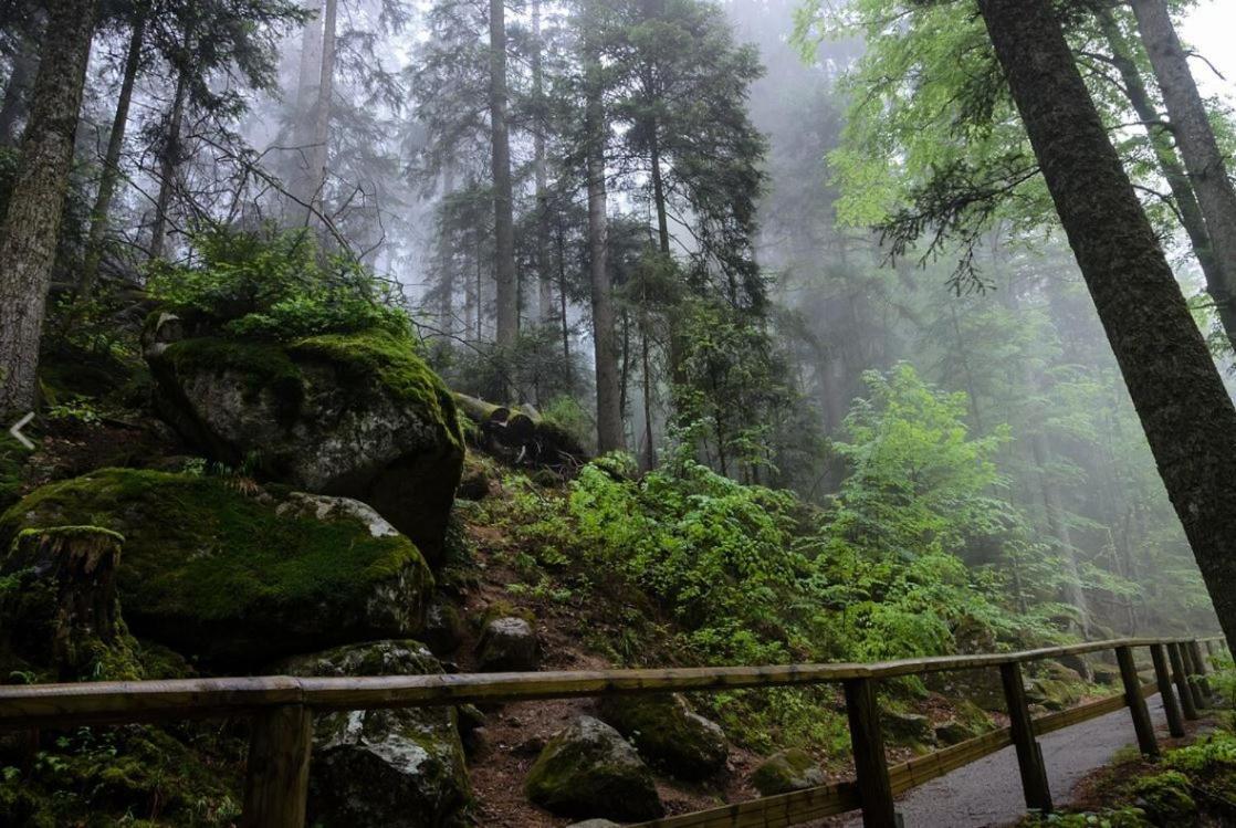 Living Timeless- Black Forest Style- Schoenwald Zewnętrze zdjęcie